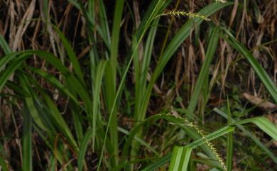 Carex purpureotincta 太魯閣薹