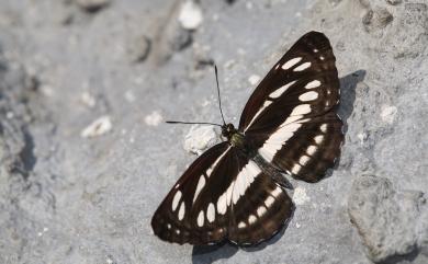 Neptis reducta Fruhstorfer, 1908 無邊環蛺蝶