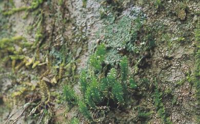 Garovaglia plicata (Brid.) Bosch & Lac., 1863 臺灣繩苔