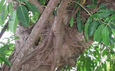 Ficus subpisocarpa 雀榕