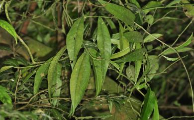 Capparis acutifolia Wight 銳葉山柑