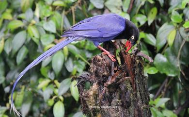 Urocissa caerulea Gould, 1863 臺灣藍鵲