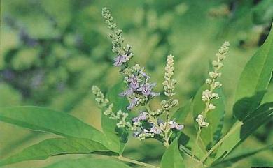 Vitex negundo 黃荊