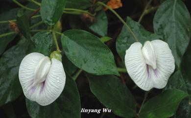 Centrosema plumieri 白花山珠豆