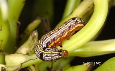 Spodoptera picta (Guerin-Meneville, 1838)