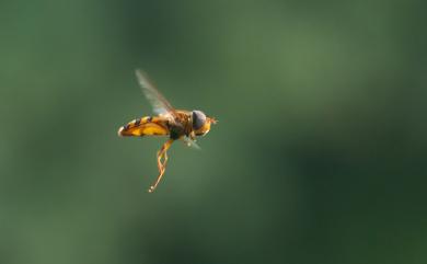 Syrphus 食蚜蠅屬