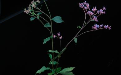 Hydrangea densifolia (C.F.Wei) Y.De Smet & C.Granados 臺灣草紫陽花