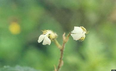 Odontochilus brevistylis 短柱齒唇蘭