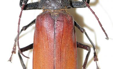 Bandar pascoei formosae (Gressitt, 1938) 費氏巨顎天牛