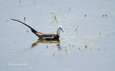 Hydrophasianus chirurgus (Scopoli, 1786) 水雉