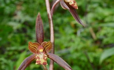 Cymbidium sinense 報歲蘭