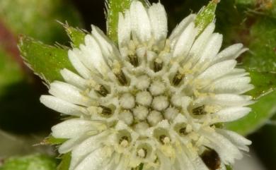 Eclipta prostrata (L.) L. 鱧腸