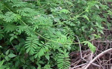 Mimosa diplotricha 美洲含羞草