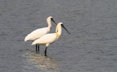 Platalea minor Temminck & Schlegel, 1849 黑面琵鷺