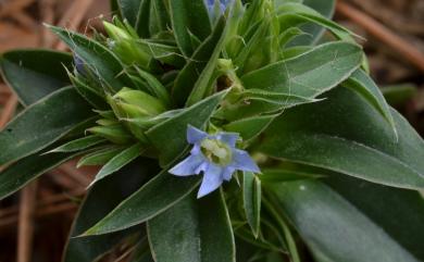 Gentiana bambuseti 竹林龍膽