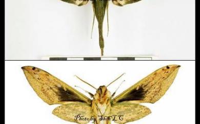 Cechetra subangustata (Rothschild, 1920) 泛綠背線天蛾