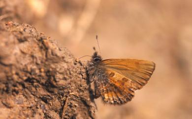 Orthomiella rantaizana Wileman, 1910 巒大鋸灰蝶