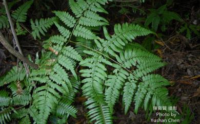 Pteridium aquilinum subsp. japonicum 蕨