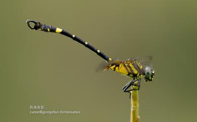 Lamelligomphus formosanus (Matsumursa, 1926) 鈎尾春蜓