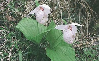 Cypripedium formosanum 臺灣喜普鞋蘭