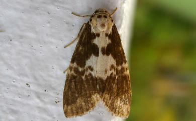 Barsura albidorsalis (Wileman, 1914) 褐白美苔蛾