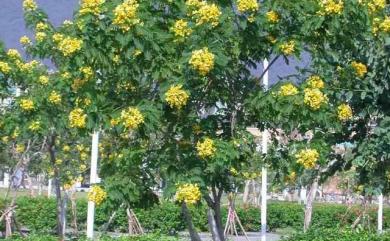 Senna sulfurea (Collad.) H.S. Irwin & Barneby 黃槐