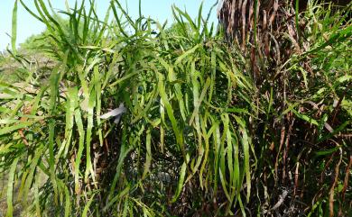 Muehlenbeckia platyclada 竹節蓼