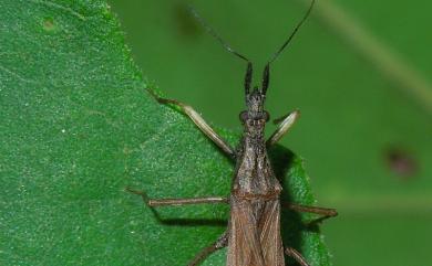 Pygolampis bidentata (Goeze, 1778) 雙刺胸獵蝽