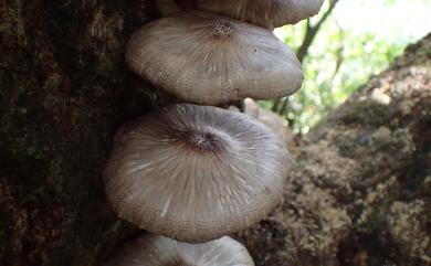 Pluteus cervinus 暗色光柄菇