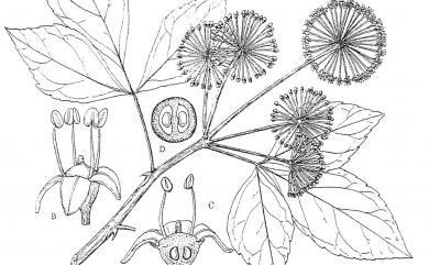 Eleutherococcus trifoliatus (L.) S.Y.Hu 三葉五加