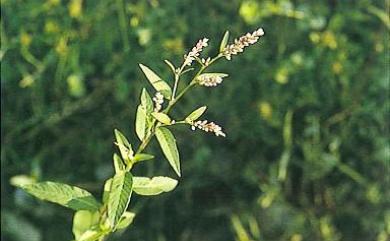 Persicaria maculosa 春蓼