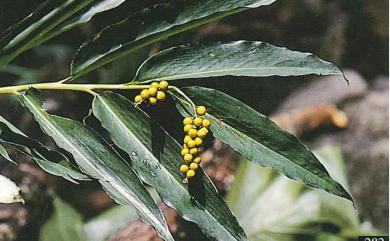 Alpinia flabellata Ridl. 呂宋月桃