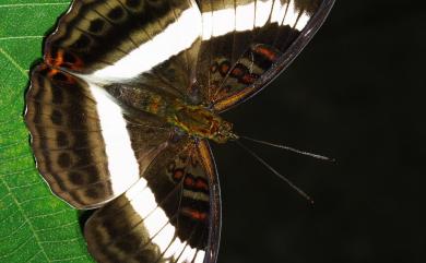 Limenitis dudu jinamitra Fruhstorfer, 1908 紫俳線蛺蝶