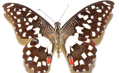 Papilio demoleus Linnaeus, 1758 花鳳蝶