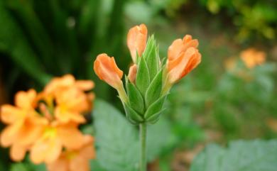 Crossandra infundibuliformis 鳥尾花