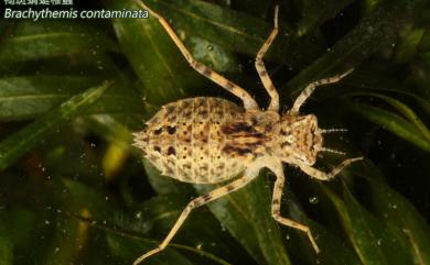 Brachythemis contaminata Fabricius, 1793 褐斑蜻蜓