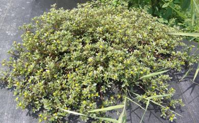 Portulaca oleracea 馬齒莧