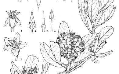 Aegiceras corniculatum (L.) Blanco 桐花樹