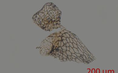 Lunularia cruciata (L.) Dumort. ex Lindb. 新半月蘚