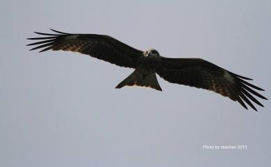 Milvus migrans formosanus Kuroda Sr, 1920 黑鳶(台灣亞種)