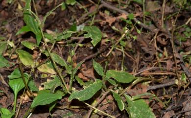 Stellaria monosperma var. japonica 獨子繁縷