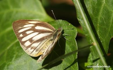 Cepora nerissa cibyra (Fruhstorfer, 1910) 黑脈粉蝶