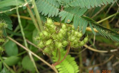 Mimosa pudica L. 含羞草