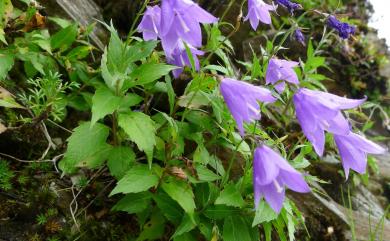 Adenophora morrisonensis subsp. uehatae 高山沙參