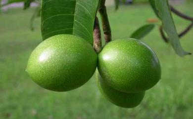 Cerbera manghas 海檬果