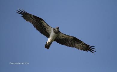 Pandion haliaetus haliaetus (Linnaeus, 1758) 魚鷹