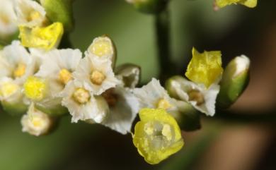 Limonium sinense (Girard) Kuntze 石蓯蓉