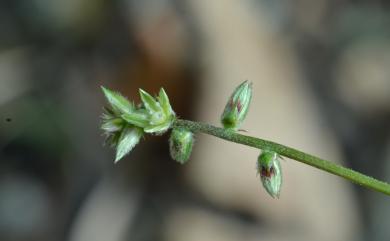 Pupalia micrantha 小花鉤牛膝