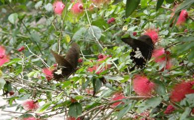 Papilio nephelus chaonulus Fruhstorfer, 1908 大白紋鳳蝶