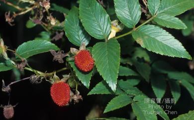 Rubus alnifoliolatus 榿葉懸鉤子